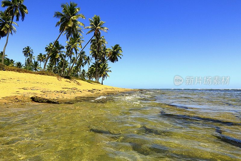 热带天堂:田园诗般的Praia do Forte海滩日出，巴伊亚，巴西